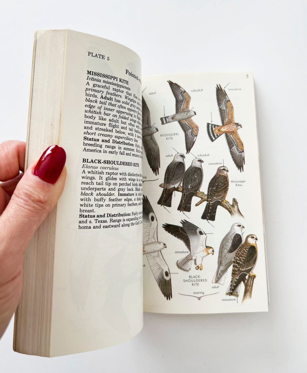 1987 Peterson's Field Guide Hawks, vintage field guide book
